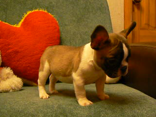 French Bull  on Pied French Bulldog Puppy For Sale     French Bulldogs In Los Angeles