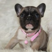 Basic French Bulldog Puppy Care - The First Weeks