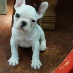 Crate Training Your Frenchie