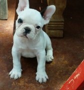 Crate Training Your Frenchie
