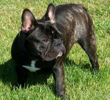 Riley - french bulldog puppy