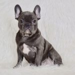 What makes Blue Frenchies Blue