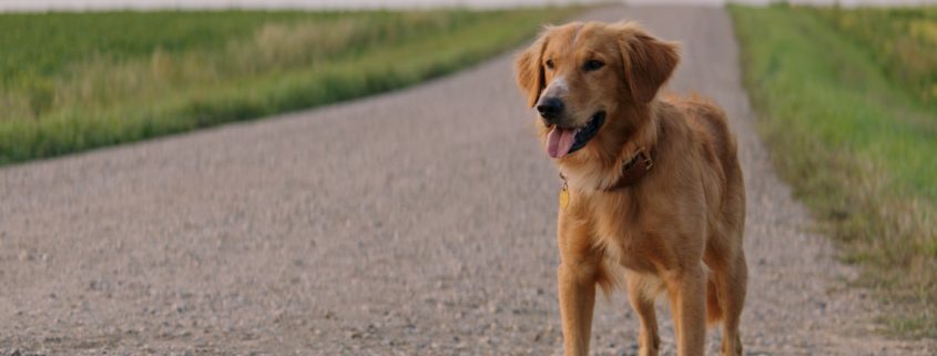 A Dog’s Purpose - My Thoughts on the Movie