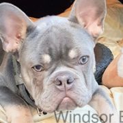 Lilac French Bulldog Ears