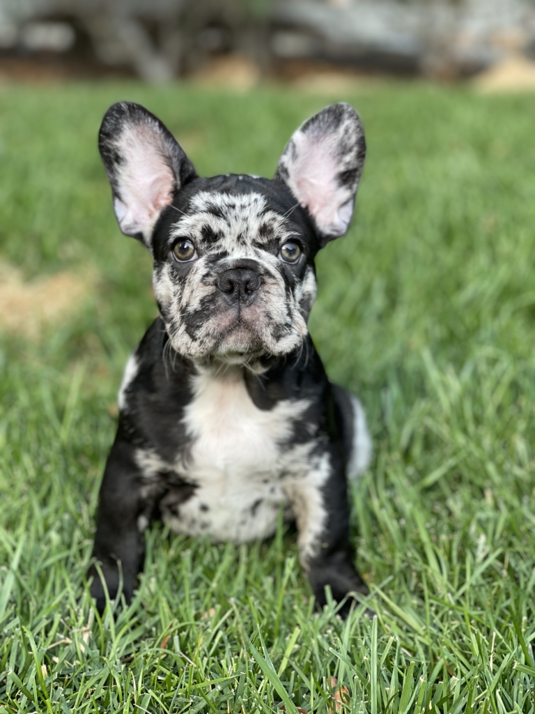 BLACK HARLEQUIN MERLE MALE FRENCH BULLDOG PUPPY for Sale in Los Angeles CA FRENCHBulldogsLA.com