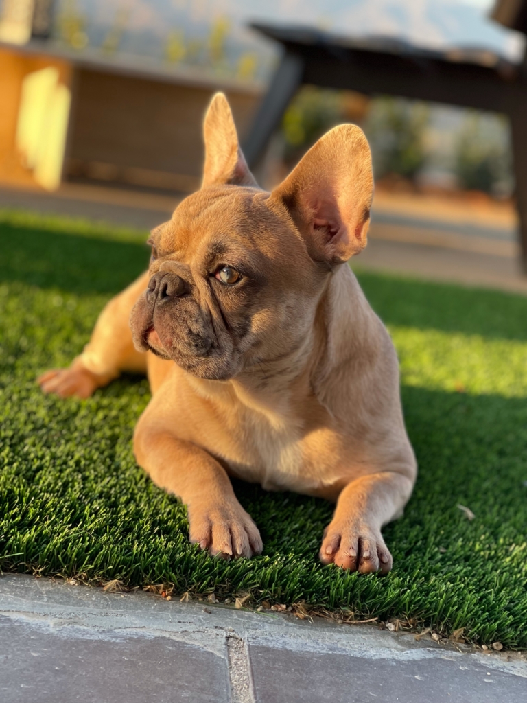 Blue Fawn French Bulldog For Sale - Know more, BLUE FAWN merle french bulldog puppies for sale