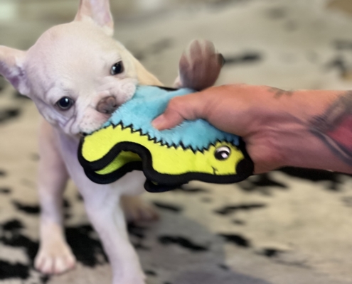 PLATINUM MALE TESTABLE FLUFFY CARRIER POCKET SIZE FRENCHIE- FRENCH BULLDOG Puppy for Sale in Los Angeles FRENCHbulldogsLA.com