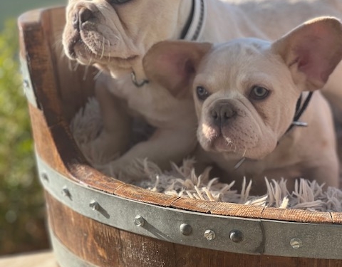 PLATINUM MALE TESTABLE FLUFFY CARRIER SHORT LEG FRENCHIE- FRENCH BULLDOG Puppy for Sale in Los Angeles FRENCHbulldogsLA.com