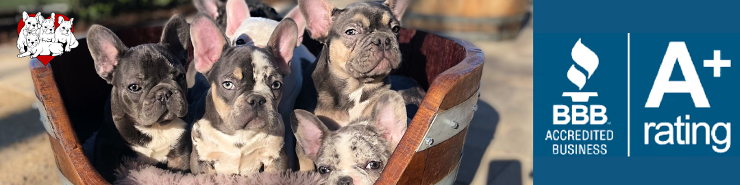 French Bulldogs LA BBB Business Review