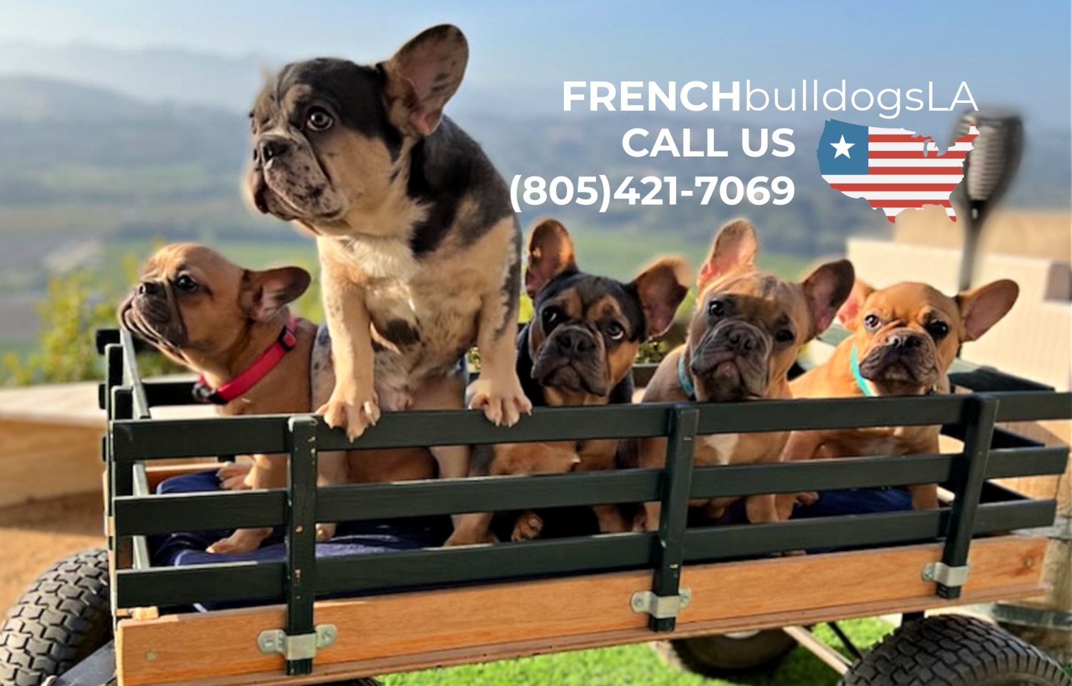 FRENCHbulldogsLA.com (805)421-7069 America's Trusted Breeder