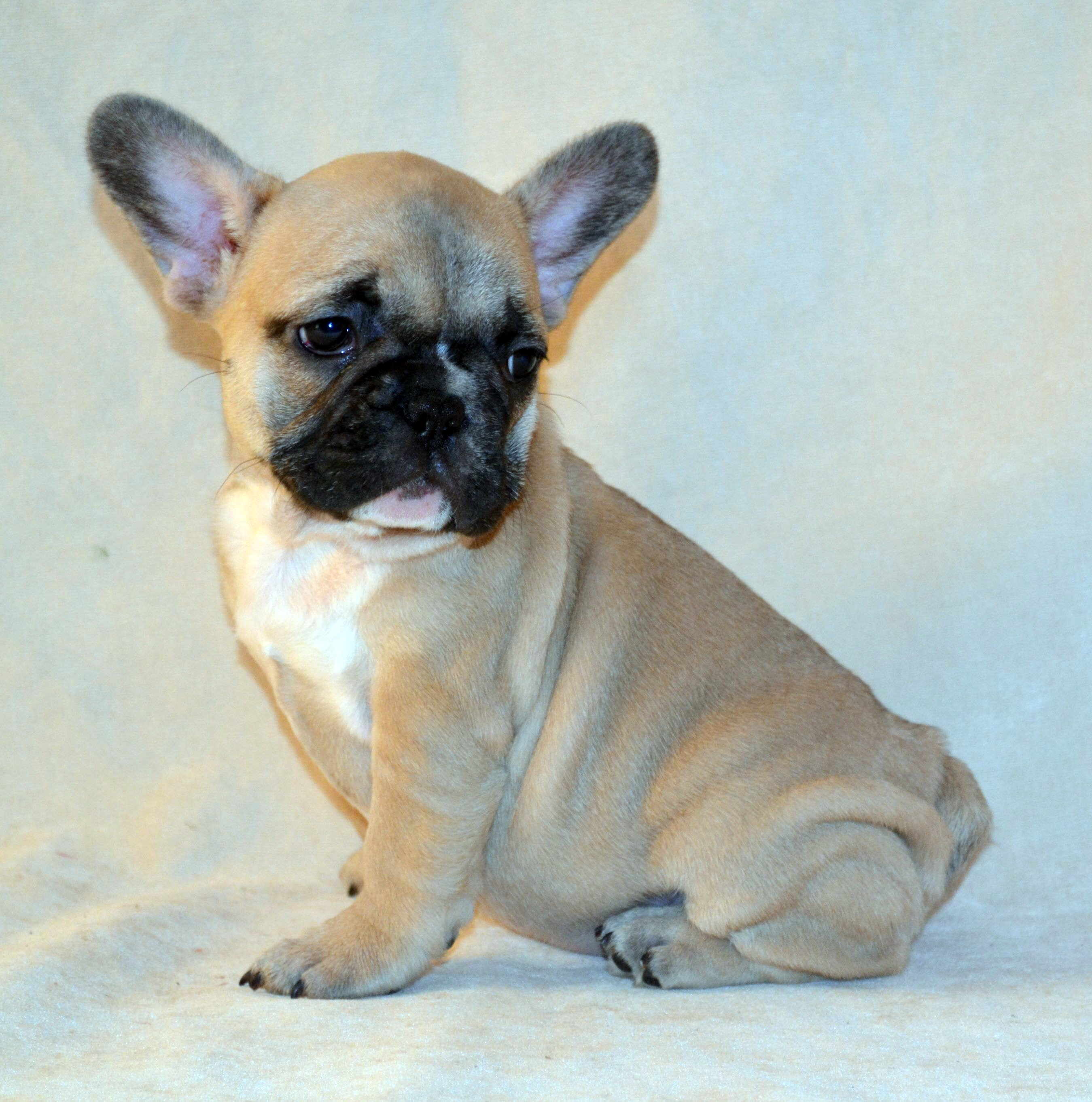 French Bulldogs in Los Angeles