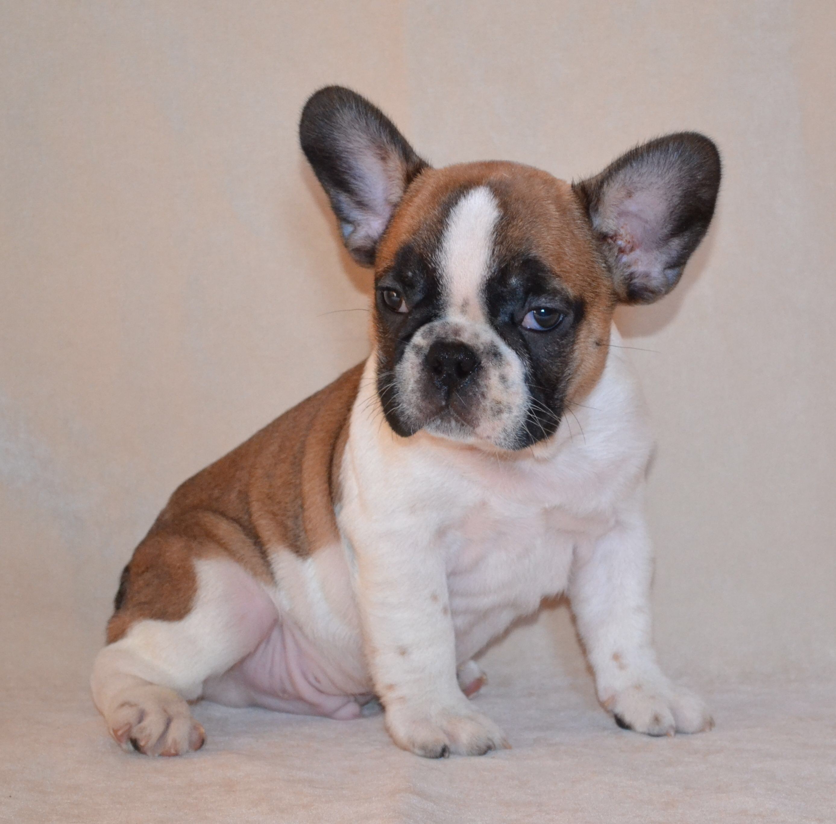 French Bulldogs in Los Angeles