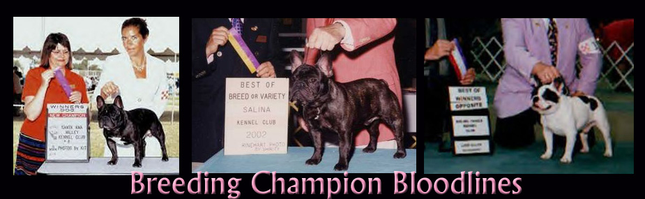 free download french bulldog champion bloodline price