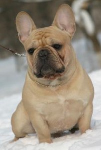 Kamal - Orange Fawn French Bulldog from Russia