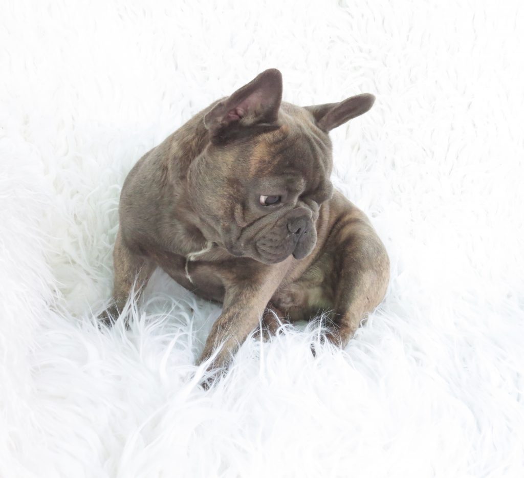 Blue French Bulldog Puppies for Sale - Breeding Blue ...