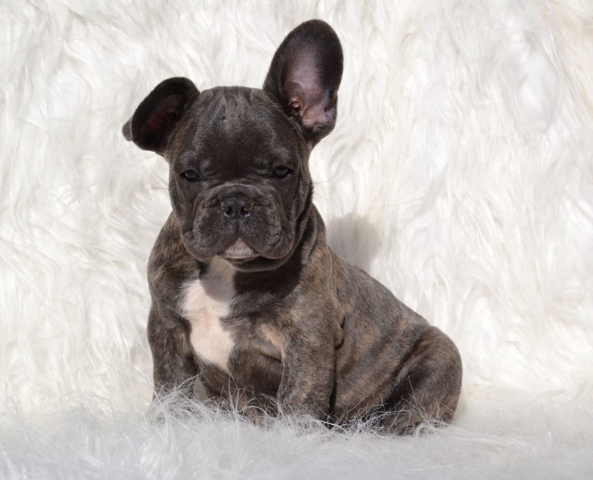 Blue French Bulldog - French Bulldogs LA