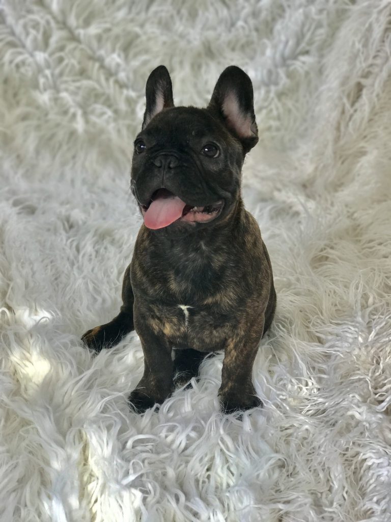 BROWN brindle french bulldog male 6 - French Bulldogs LA