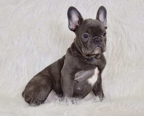 Blue French Bulldog Puppies for Sale - Breeding Blue Frenchies!