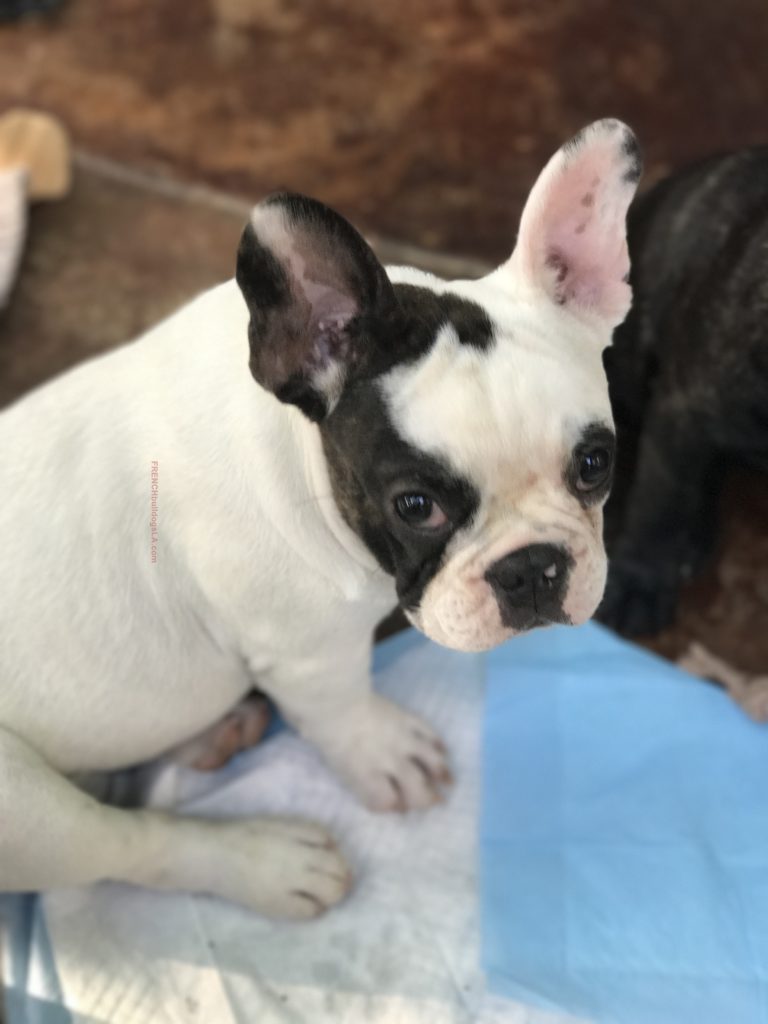 French Bulldog Puppies for SALE | Available Puppies - French Bulldogs LA