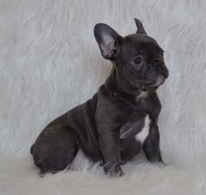 Blue French Bulldog Puppy for Sale