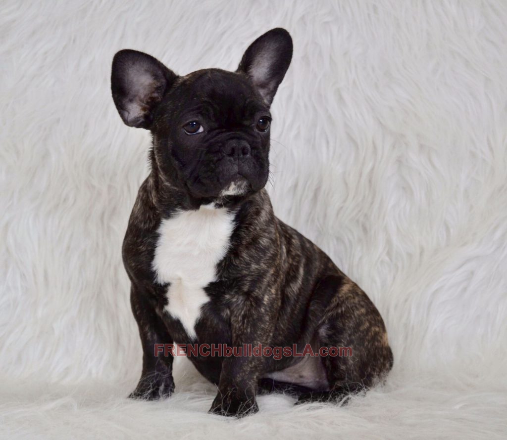 Available Puppies - French Bulldogs LA