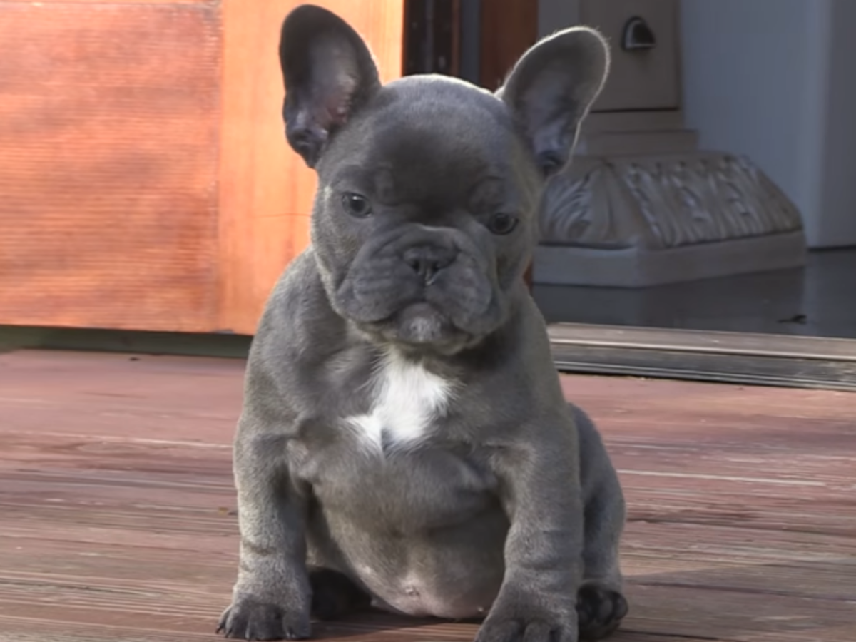 how to train a french bulldog to poop outside