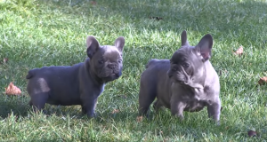Potty Training Blue Frenchies - Bulldog Puppies