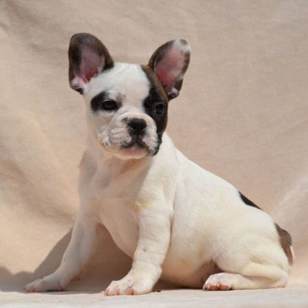 Sophie Pied Teacup French Bulldog3 - French Bulldogs LA