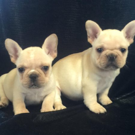 Mini French Bulldog Puppies For Sale 9Resize - French Bulldogs LA