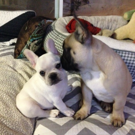 Teacup French Bulldog Puppy 6 - French Bulldogs LA