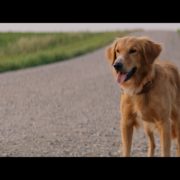 A Dog’s Purpose - My Thoughts on the Movie