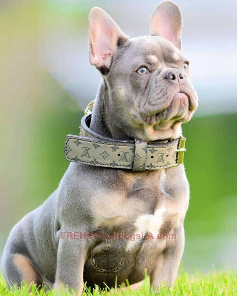 LILAC French Bulldog Stud Emperor Lilac Frenchies