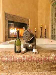 French Bulldog and Champagne