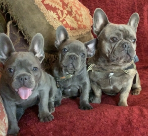 Blue French Bulldog Puppies for sale
