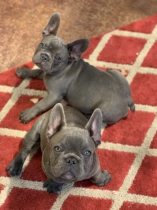 Blue French Bulldog puppies for sale in california