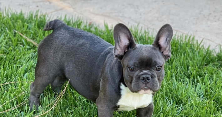 French Bulldogs LA – French Bulldog Puppies for SALE in your Favorite Color