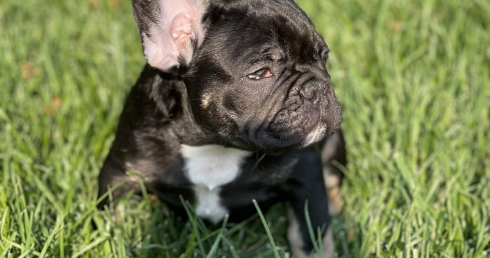 French Bulldogs LA – French Bulldog Puppies for SALE in your Favorite Color