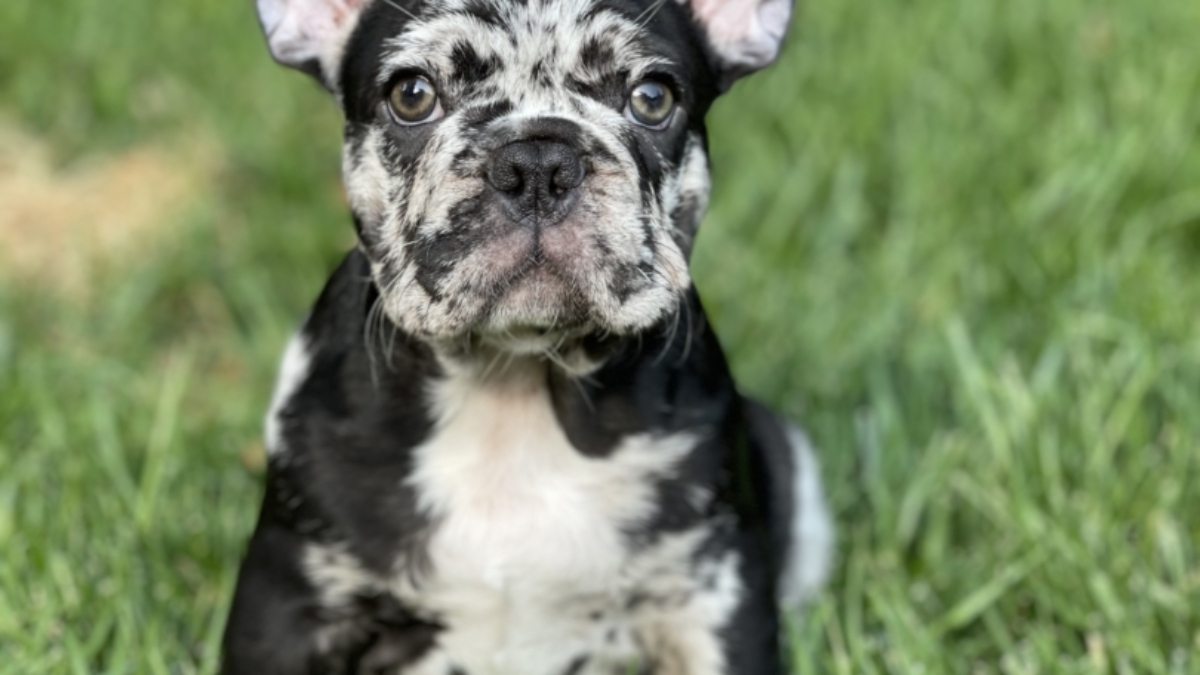 Blue merle hotsell mini bulldog