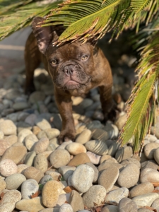 CHOCOLATE CHERRY BRINDLE MALE FRENCH BULLDOG POSSIBLE ISABELLA PRODUCER