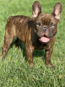 CHOCOLATE CHERRY BRINDLE MALE FRENCH BULLDOG POSSIBLE ISABELLA PRODUCER