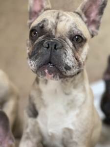 HALF MASK LILAC FAWN MALE FRENCH BULLDOG MERLE PRODUCER