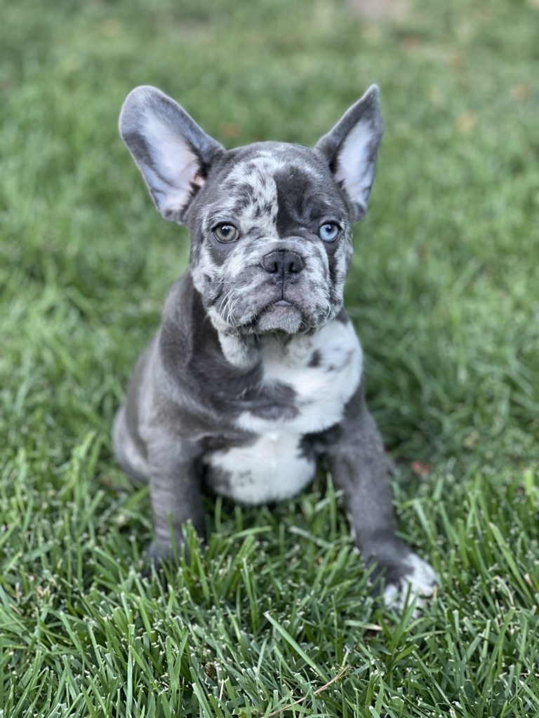 Merle French Bulldog Puppies Available | French Bulldogs LA