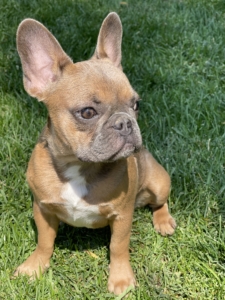 LILAC RED BLUE FAWN FEMALE COMPACT SIZE FRENCH BULLDOG