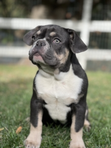 LILAC TRICOLOR BLUE AND TAN MALE FRENCH BULLDOG