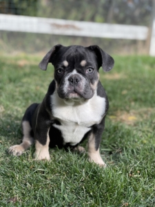 LILAC TRICOLOR BLUE AND TAN MALE FRENCH BULLDOG
