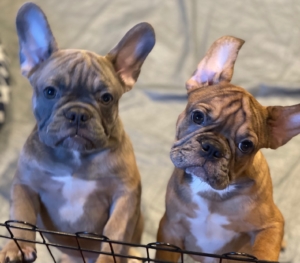 LILAC RED BLUE MERLE AND BLUE FAWN MALES FRENCH BULLDOGS
