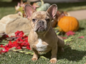 LILAC RED FAWN FEMALE MERLE FRENCH BULLDOG- COMPACT SIZE