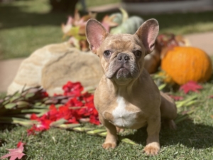LILAC RED FAWN FEMALE MERLE FRENCH BULLDOG- COMPACT SIZE