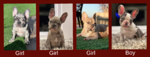 Merle french bulldog puppies for sale