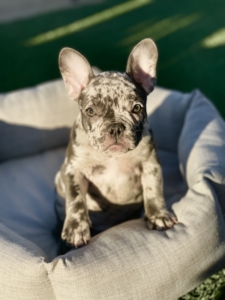Merle French Bulldog Puppies For Sale, BLUE MERLE FEMALE